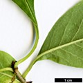 SpeciesSub: var. wilsonii